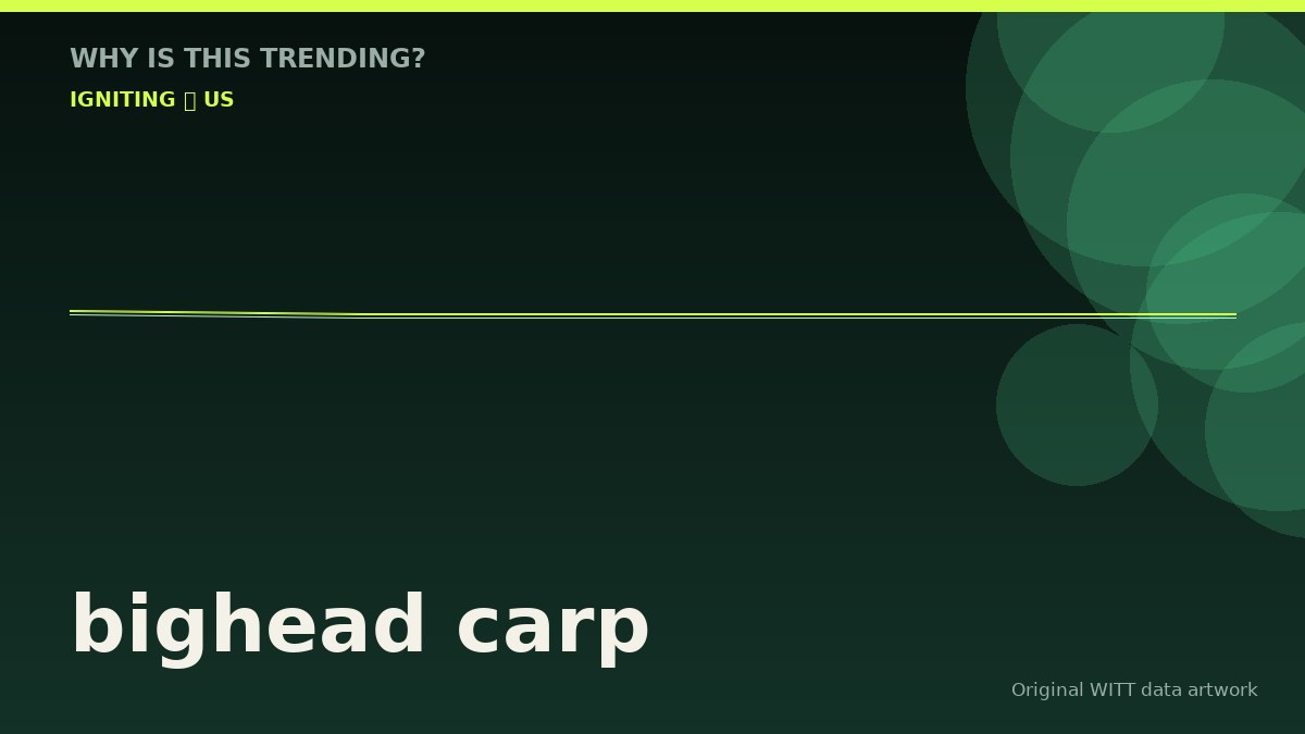 bighead carp original attention timeline illustration