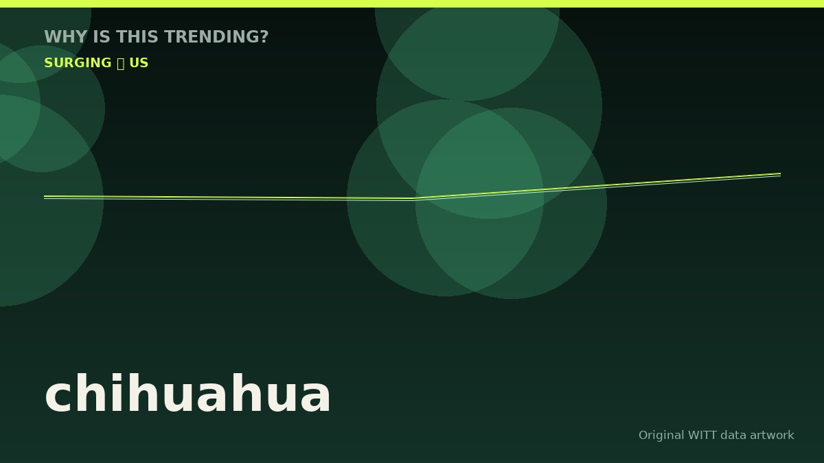 chihuahua original attention timeline illustration