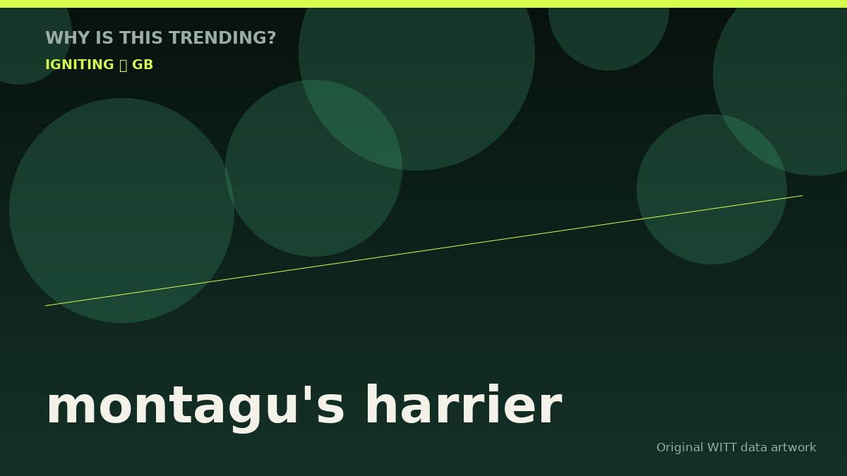 montagu's harrier original attention timeline illustration