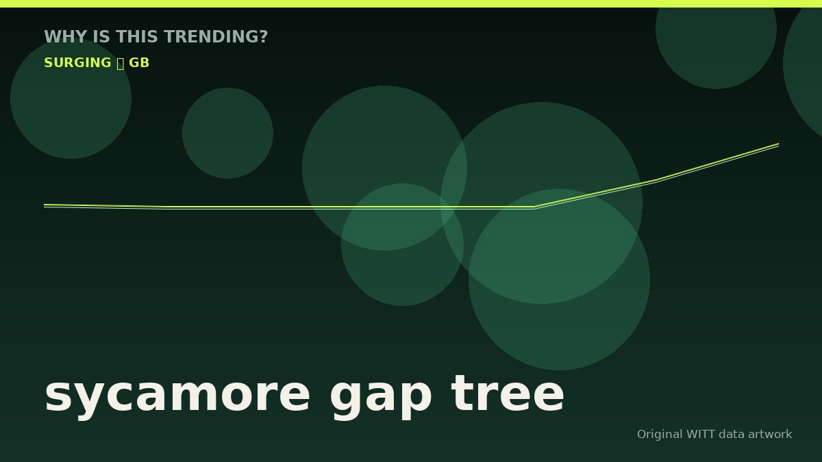 sycamore gap tree original attention timeline illustration