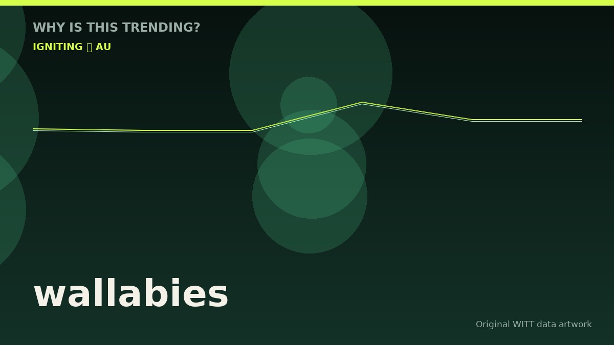 wallabies original attention timeline illustration
