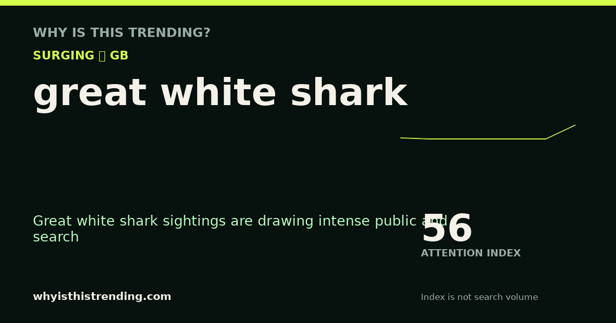 great white shark attention trend card