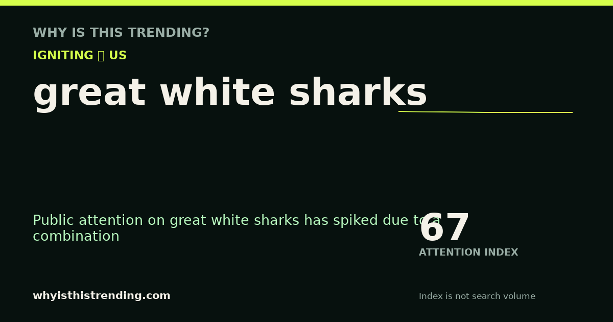 great white sharks attention trend card